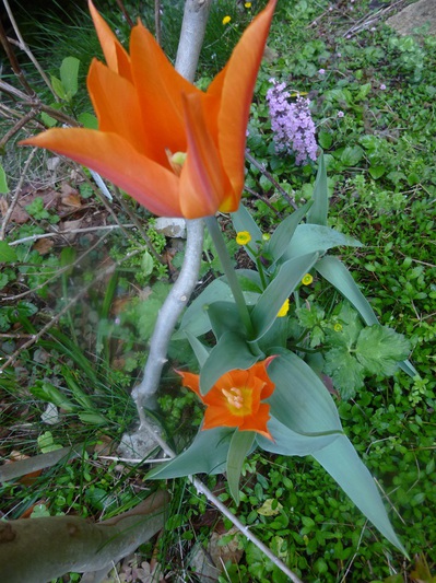tulip2016 (5).JPG